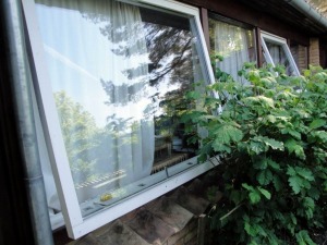 外に向かって大きく開く窓。<br>大人なら十分に窓から侵入できる。窓の脇には、空き巣避けのため、ブラックベリーを植えている。