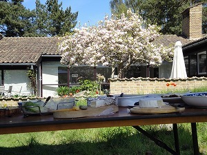 テーブルに並んだ食事と木蓮が満開の庭。