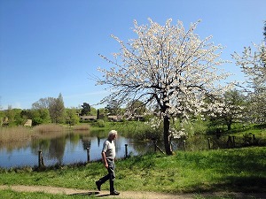 池の周りの桜が綺麗。池には白鳥のつがいがいる。